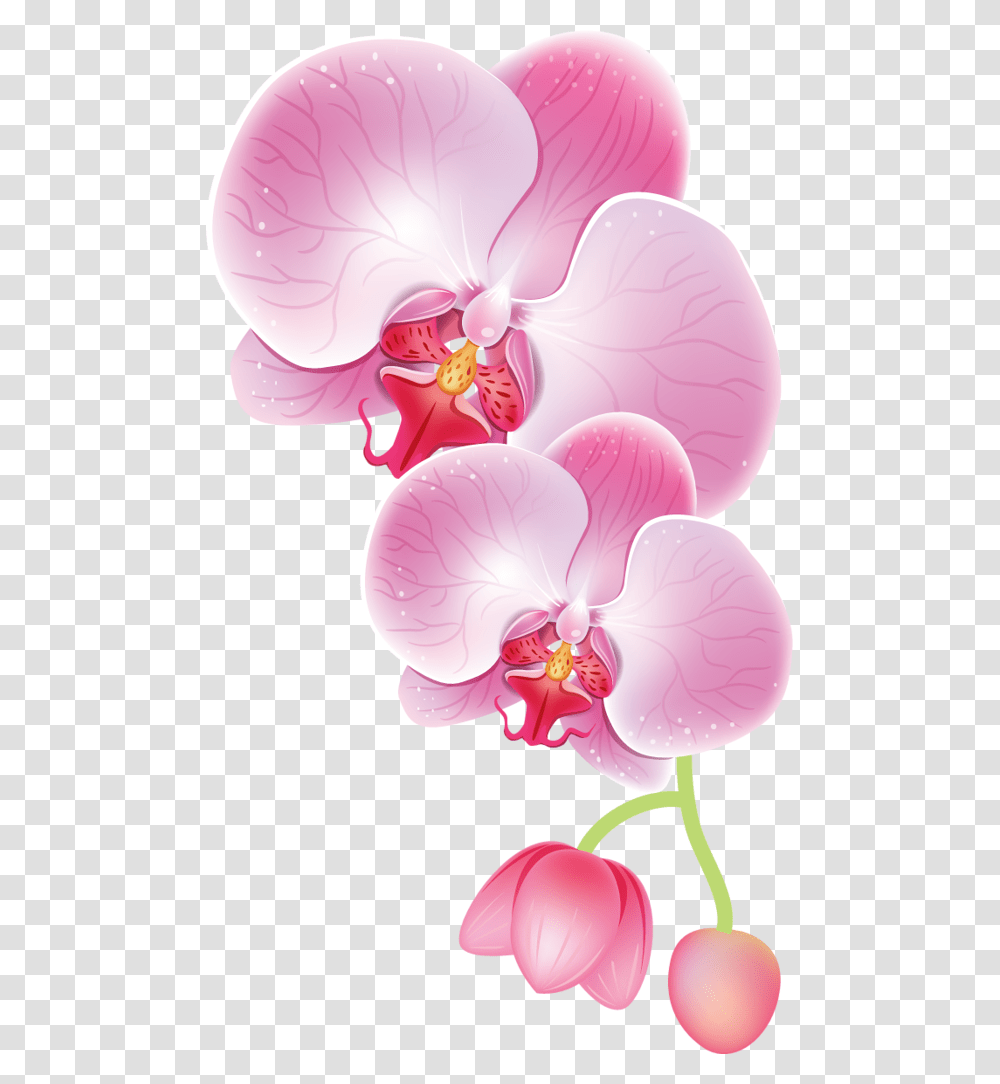 Drawing Orchid Orchid Clipart, Plant, Flower, Blossom Transparent Png