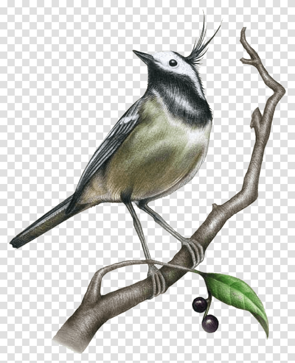 Drawing Painting Bird Illustration Realistic Sketch Drawings Of Birds, Animal, Jay, Finch, Blue Jay Transparent Png