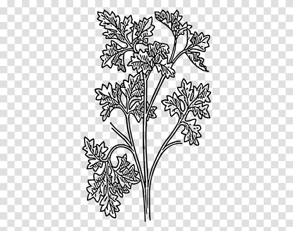Drawing Parsley Herb Coriander Plants Botanical Parsley Line Drawing, Gray, World Of Warcraft Transparent Png