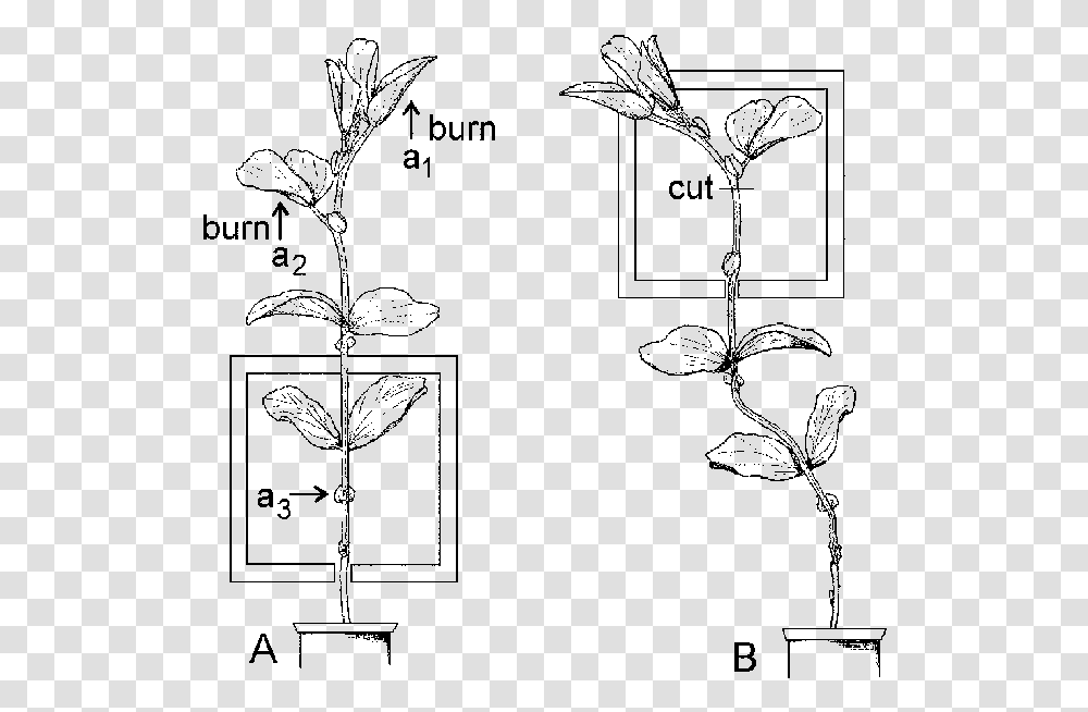 Drawing, Plant, Flower, Tree Transparent Png