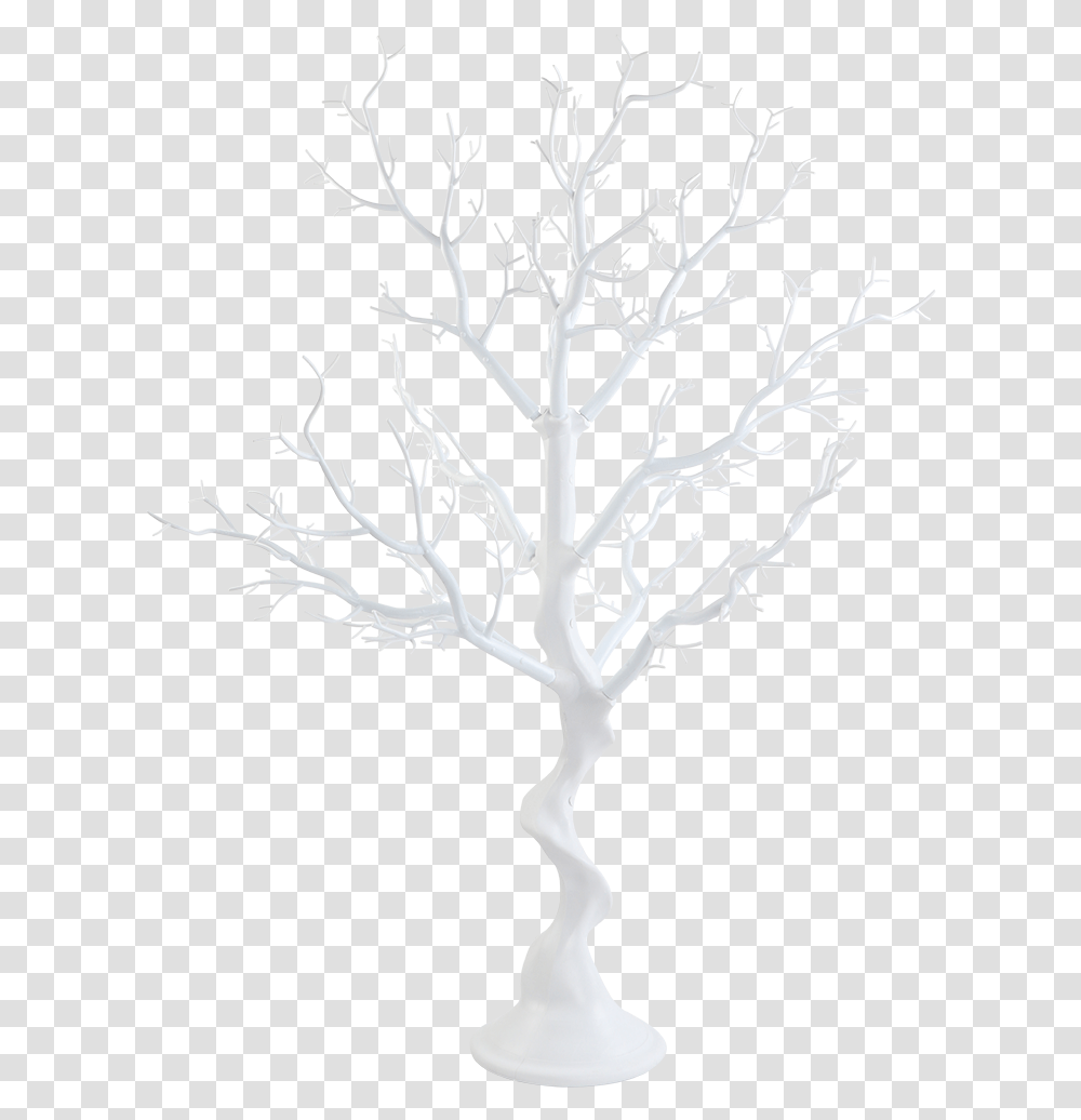 Drawing, Plant, Tree, Root, Flower Transparent Png