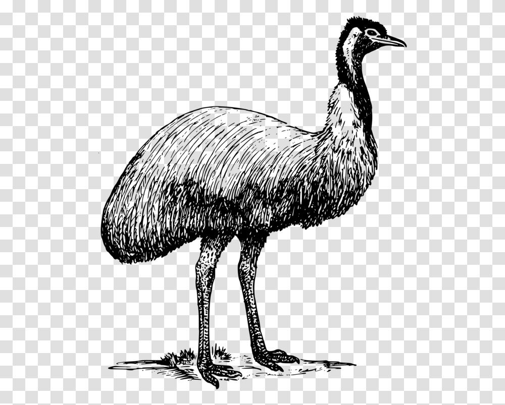 Drawing Realism Bird Australian Birds With Name, Gray, World Of Warcraft Transparent Png