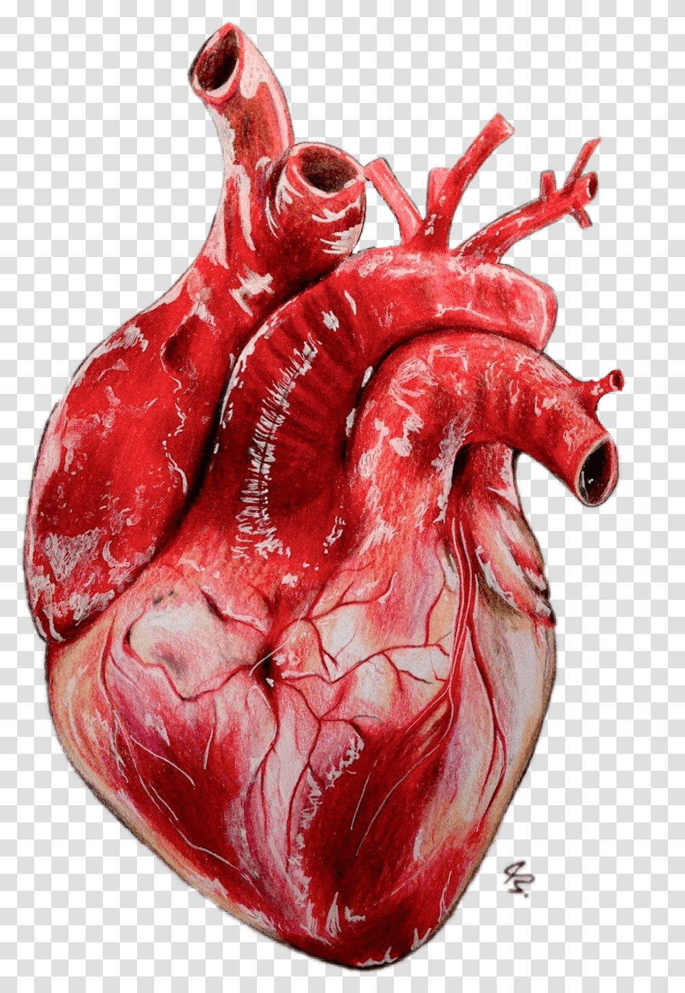 Drawing Realistic Heart Realistic Heart Drawing, Lobster, Sea Life, Food, Animal Transparent Png