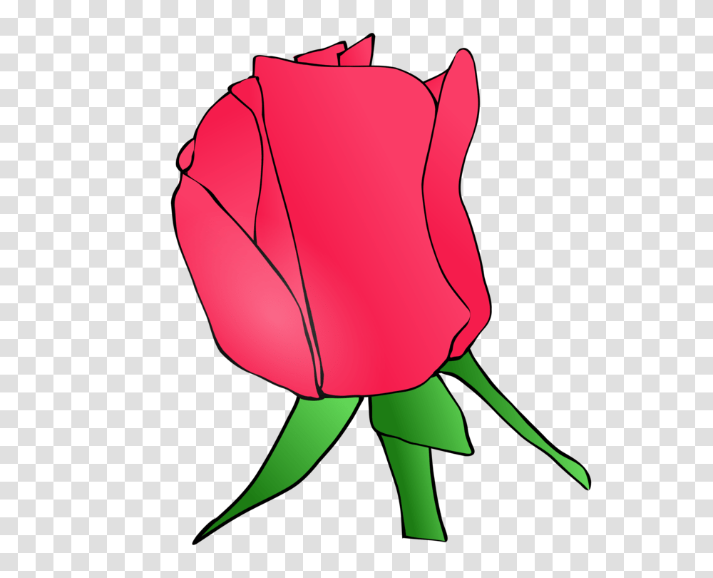 Drawing Rose Document, Flower, Plant, Blossom, Petal Transparent Png