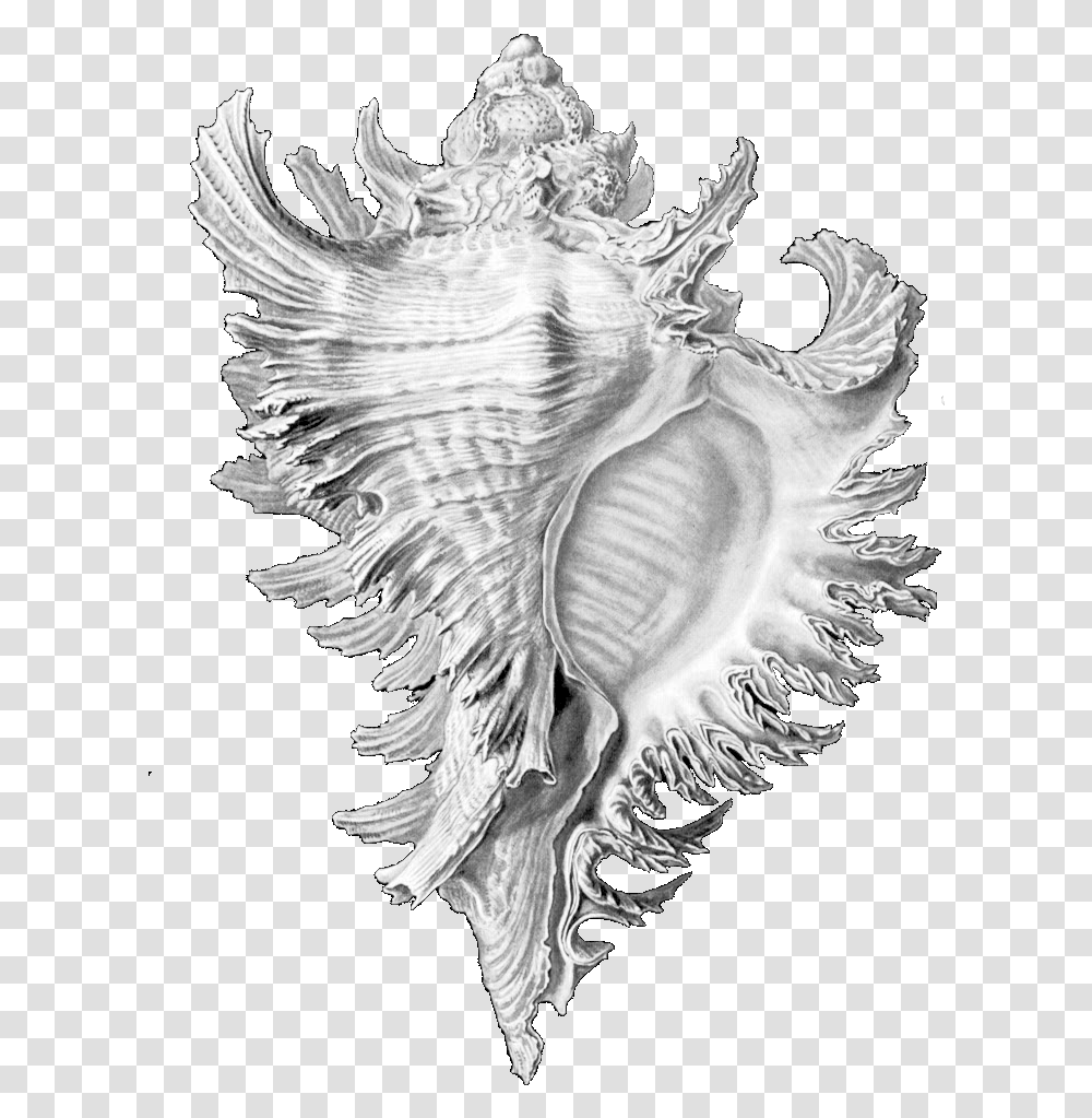 Drawing Shell Conch Ernst Haeckel Shell Drawings, Sea Life, Animal, Seashell, Invertebrate Transparent Png