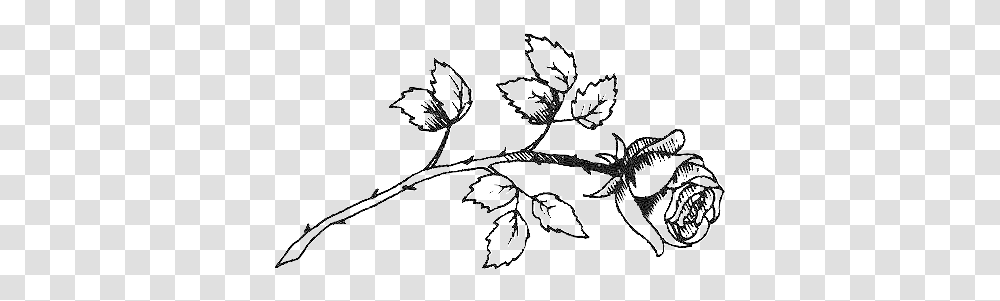 Drawing Sketch Clip Art Image Drawing, Plant, Leaf, Aluminium, Weed Transparent Png