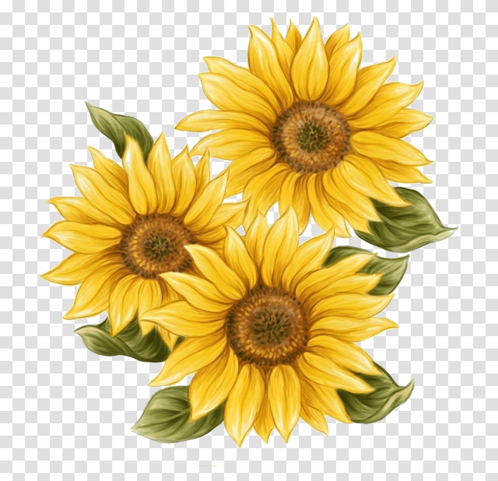Drawing Sunflowers Vintage Aesthetic Sunflower Drawing, Plant, Blossom, Treasure Flower, Daisy Transparent Png