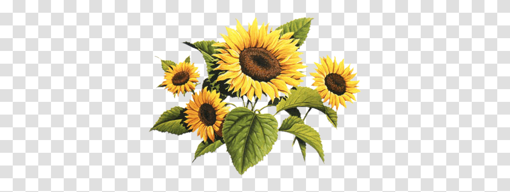 Drawing Sunflowers Watercolour & Clipart Vintage Sunflower Drawing, Plant, Blossom, Daisy, Daisies Transparent Png