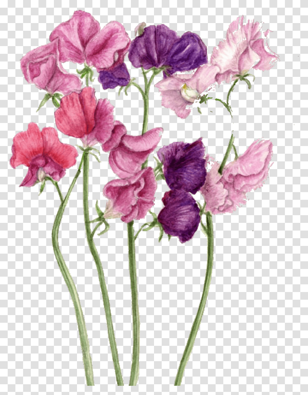 Drawing Sweet Pea Sweet Pea Drawing, Plant, Flower, Blossom, Geranium Transparent Png
