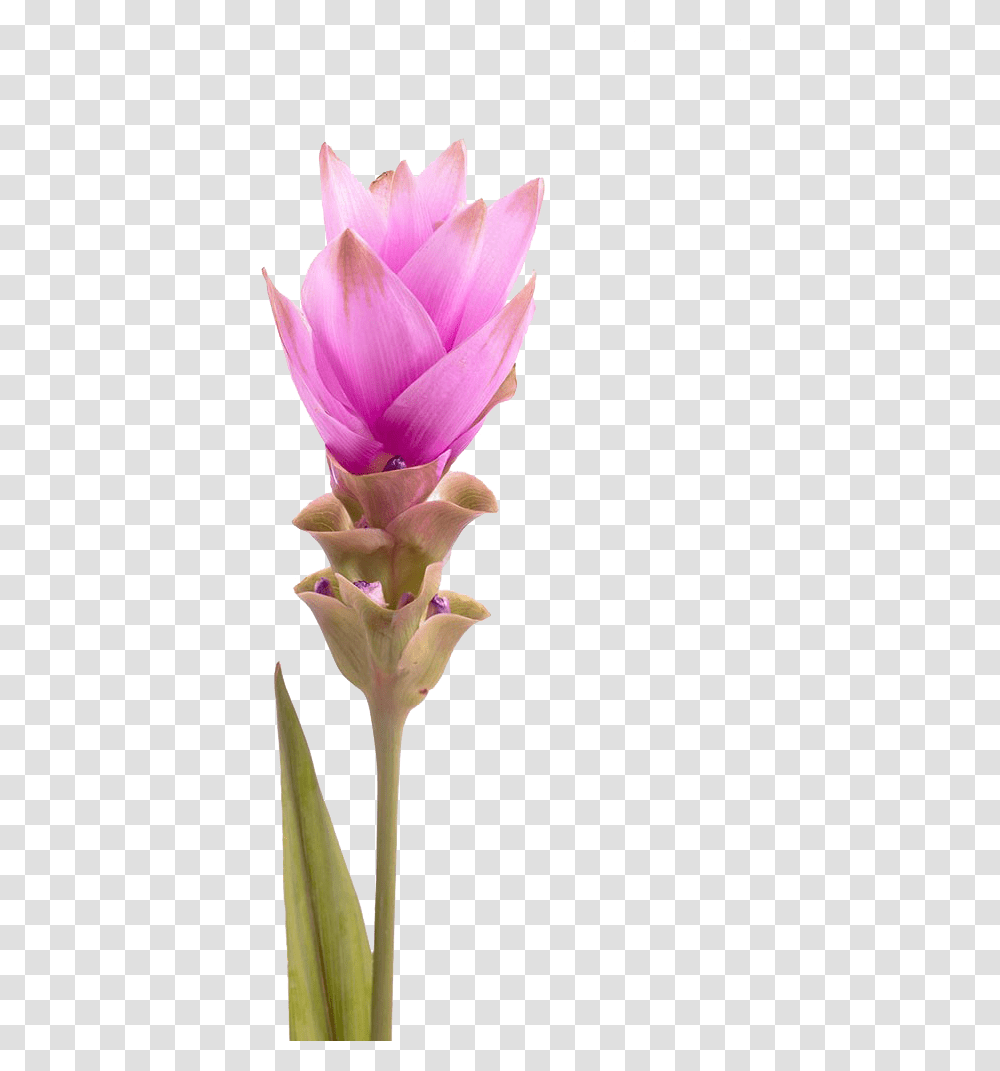 Drawing Tulips Tulip Petal Siam Tulip, Plant, Flower, Blossom, Anther Transparent Png