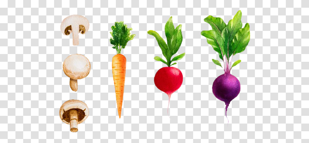 Drawing Vegetable Turnip Watercolor Vegetables, Plant, Food, Carrot, Radish Transparent Png