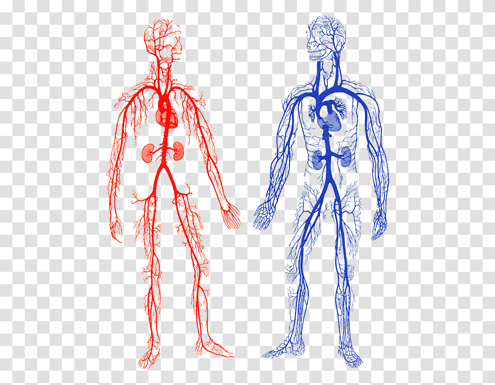 Drawing Veins Arm Arteries And Veins Gif, Skeleton, Person, Human, Alien Transparent Png