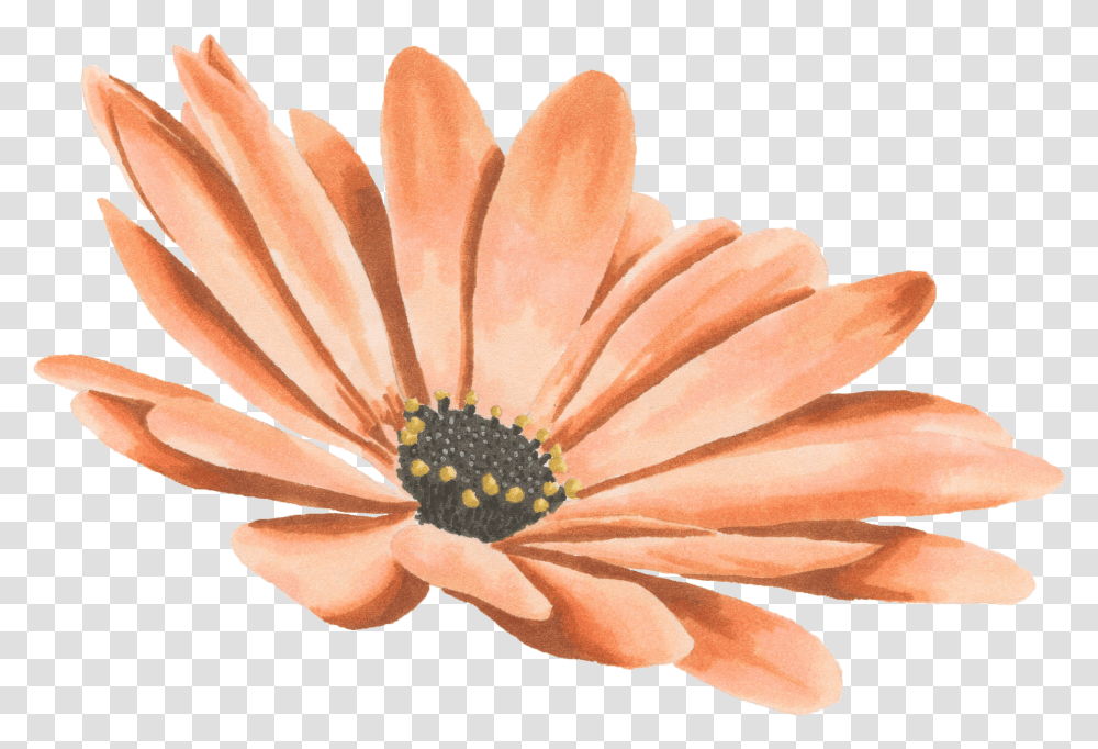 Drawing Watercolor Painting Transvaal Daisy Watercolor Daisy Flower, Plant, Daisies, Blossom, Pollen Transparent Png