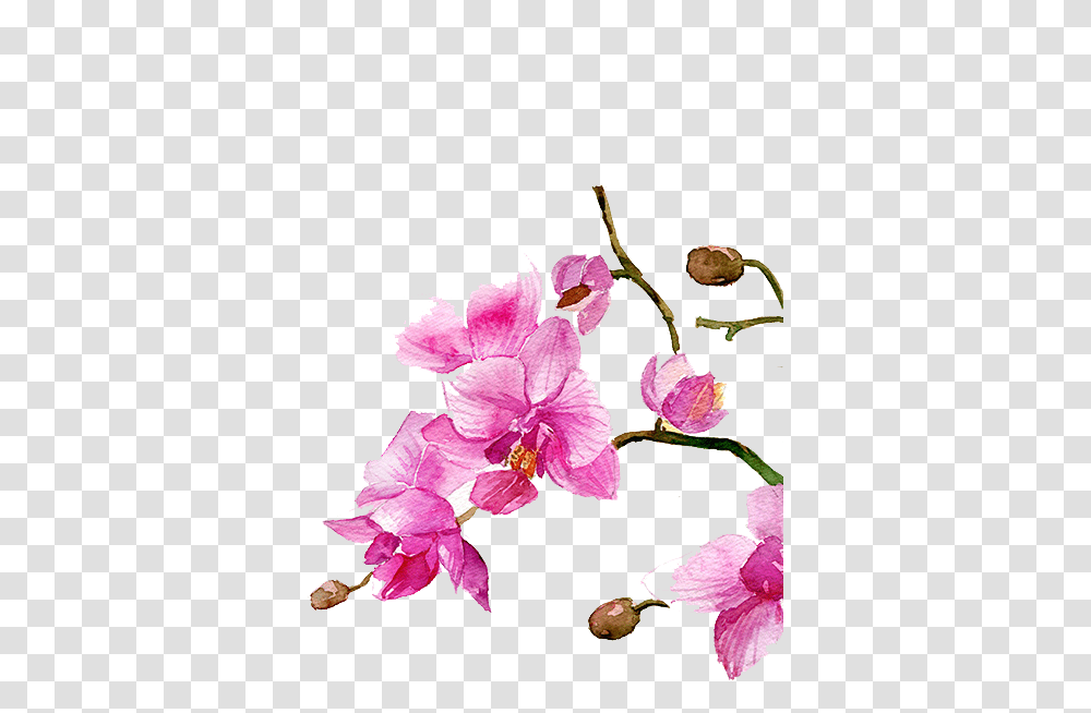 Drawing Watercolour Flowers, Plant, Blossom, Orchid, Geranium Transparent Png