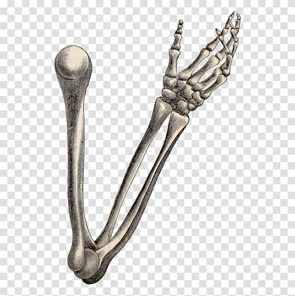 Drawings Of Arm Bones, Weapon, Weaponry, Knife, Blade Transparent Png