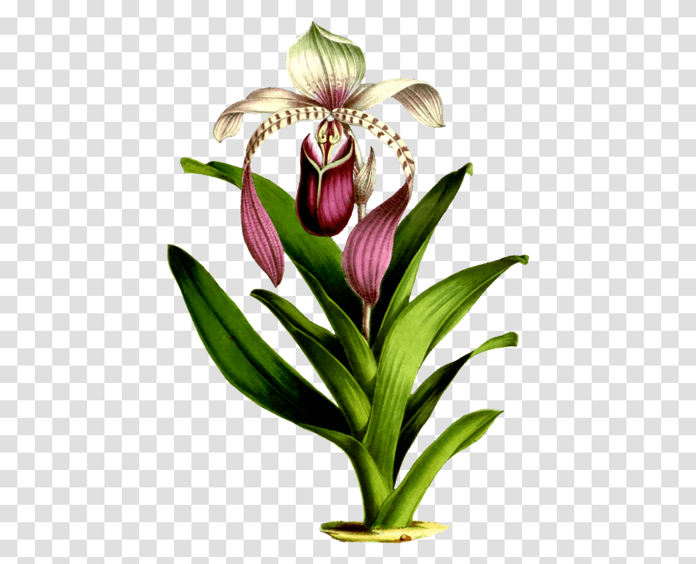 Drawings Of Botanical Flowers, Plant, Blossom, Orchid, Petal Transparent Png