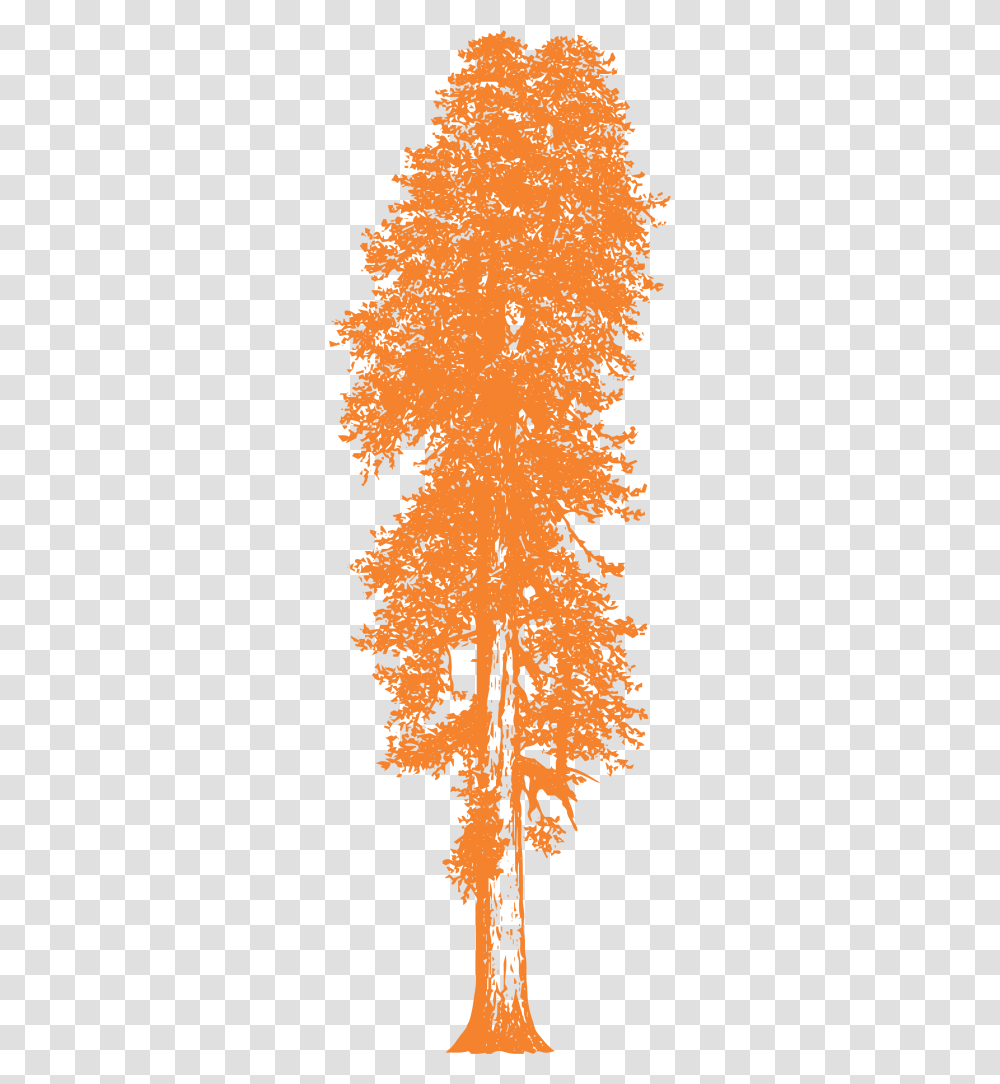 Drawings Of Redwood Trees, Leaf, Plant, Ornament, Pattern Transparent Png