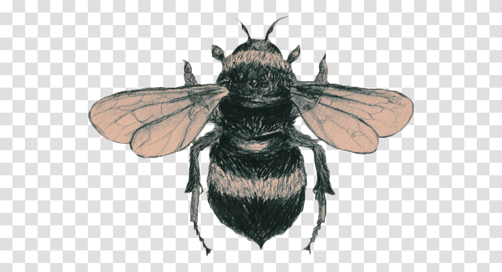 Drawn Bee Aesthetic Vintage Bumble Bee Tattoo, Insect, Invertebrate, Animal, Bird Transparent Png