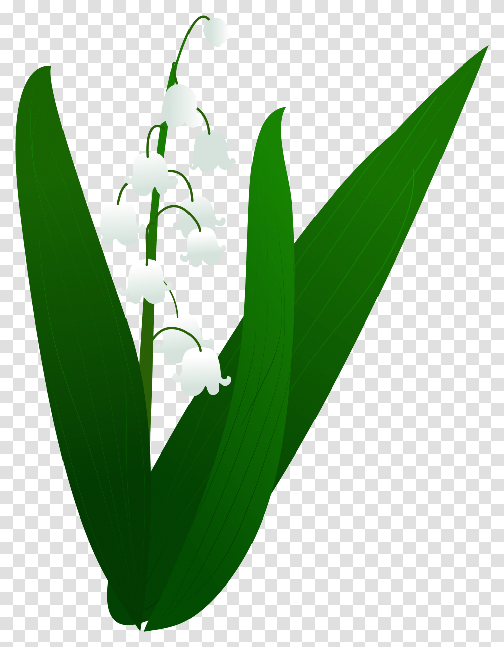 Drawn Crown, Plant, Amaryllidaceae, Flower, Blossom Transparent Png
