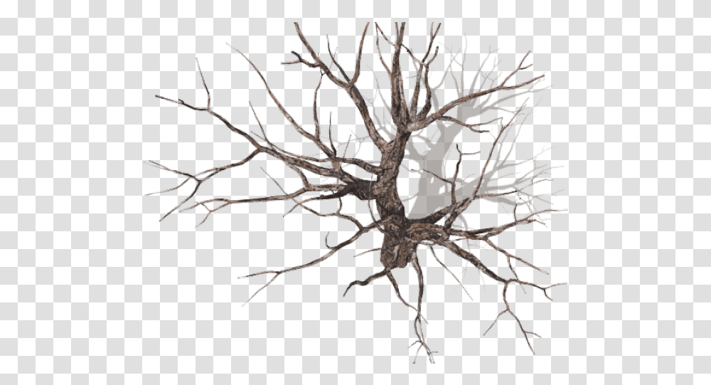 Drawn Dead Tree Tall Winter Tree Plan, Plant, Root, Spider, Invertebrate Transparent Png