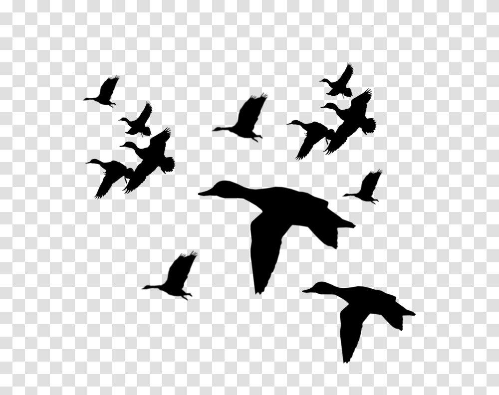 Drawn Duck Silhouette, Gray, World Of Warcraft Transparent Png