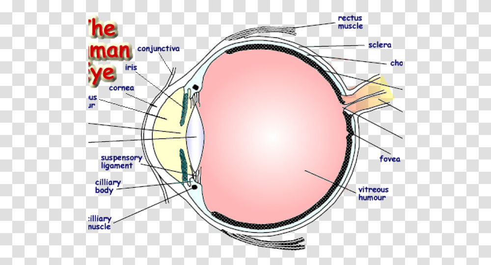 Drawn Eyeball Human Eye Labelled Diagram Of An Eye, Sunglasses, Accessories, Accessory, Plot Transparent Png