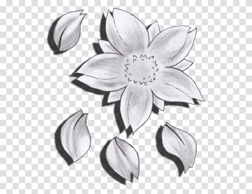 Drawn Flower Cherry Blossom Cherry Blossom Flowers Drawing, Floral Design, Pattern Transparent Png