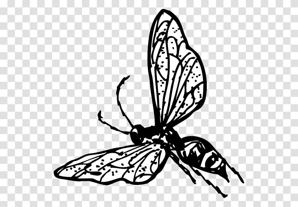 Drawn Fly Cartoon, Wasp, Bee, Insect, Invertebrate Transparent Png