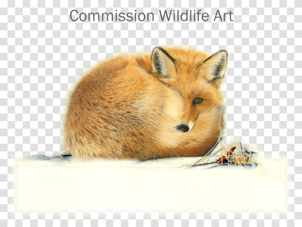 Drawn Hamster Fox, Kit Fox, Canine, Wildlife, Mammal Transparent Png