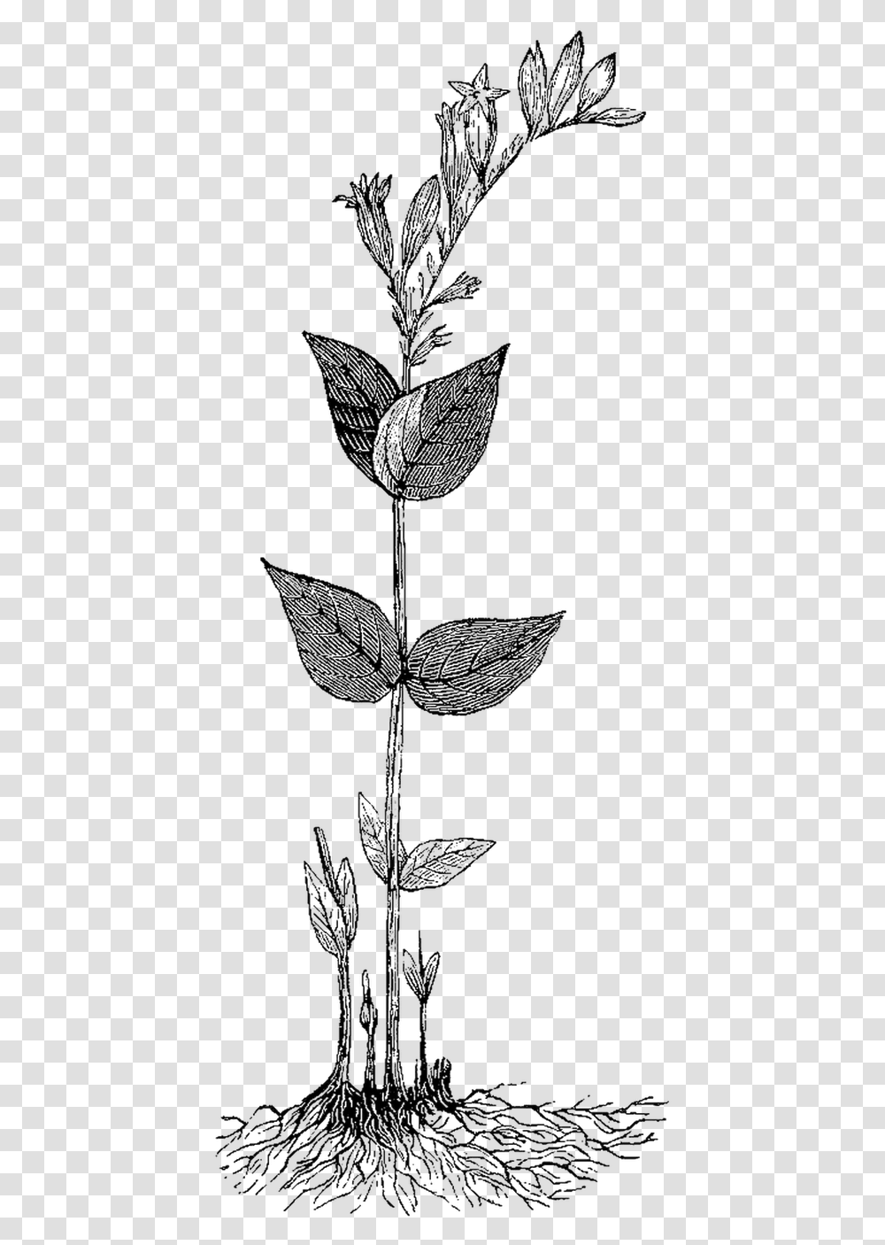 Drawn Herbs Aesthetic Rosa Glauca, Leaf, Plant, Flower, Blossom Transparent Png