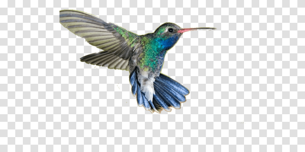 Drawn Hummingbird Humming Bird Hd, Animal, Bee Eater, Jay Transparent Png