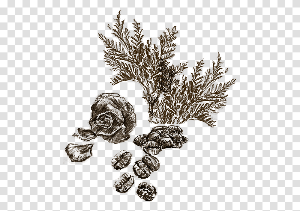 Drawn Illustration Image Of Cedar Leaves Rose Petals Illustration, Leaf, Plant, Painting Transparent Png