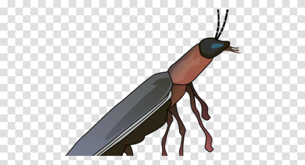 Drawn Insect Firefly Diagram Of Firefly, Animal, Invertebrate, Termite Transparent Png
