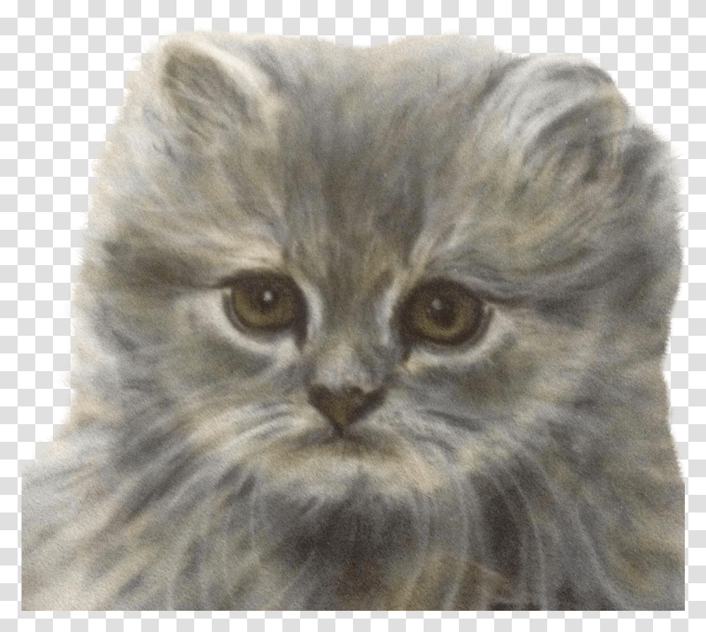 Drawn Kittens Persian Kitten Domestic Long Haired Cat Transparent Png