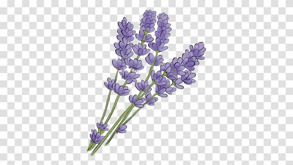 Drawn Lavender, Plant, Flower, Blossom, Agapanthus Transparent Png