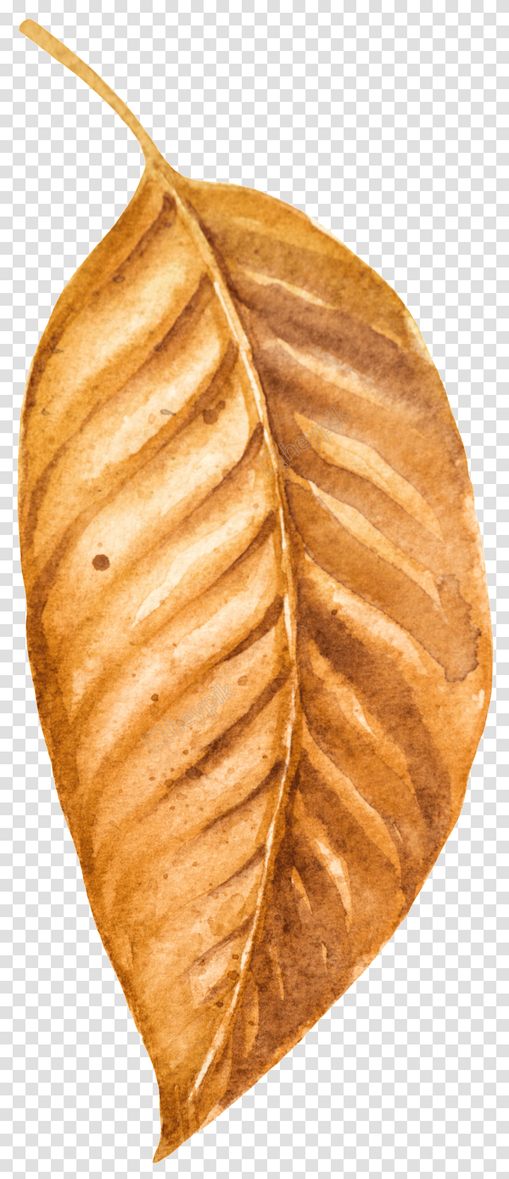 Drawn Leaf Dry Leave White Walnut, Plant, Bread, Food, Pineapple Transparent Png