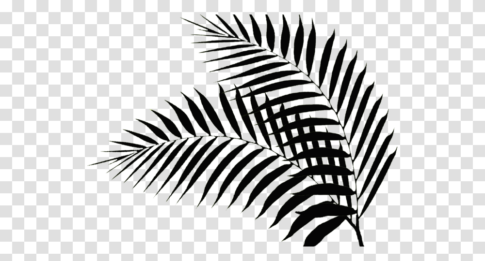 Drawn Palm Tree Palm Fronds, Plant, Spider Web, Green, Fern Transparent Png