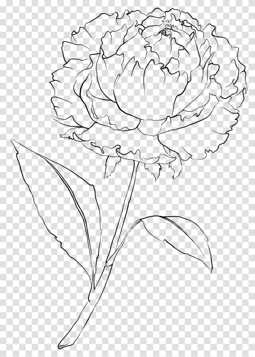 Drawn Peony Flower Simple Peony Flower Drawing, Gray, World Of Warcraft Transparent Png