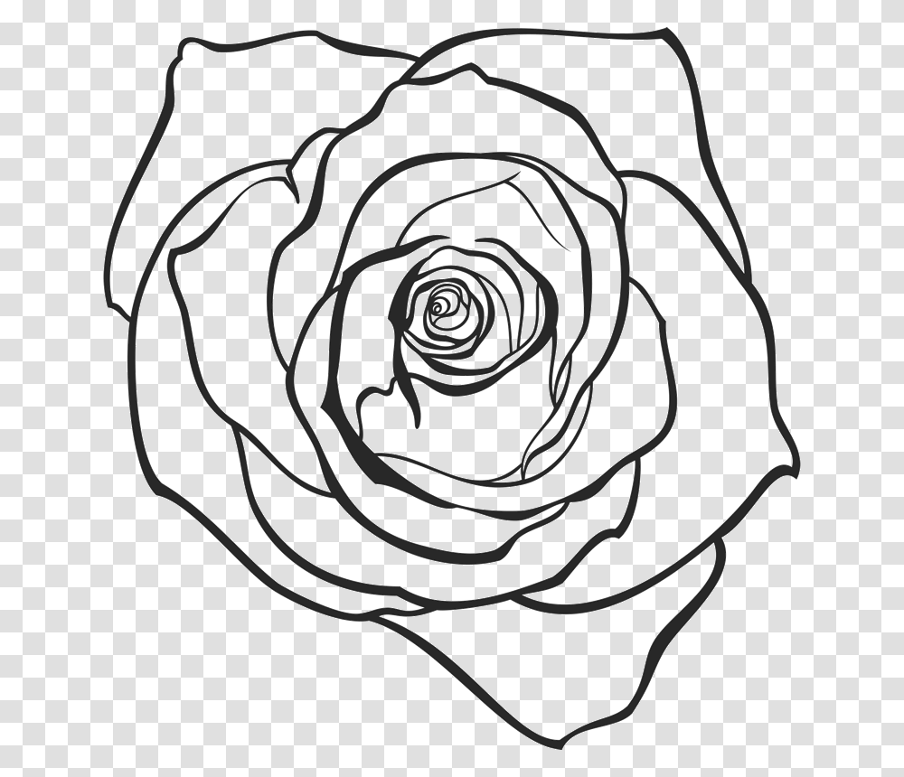 Drawn Rose, Flower, Plant, Blossom Transparent Png