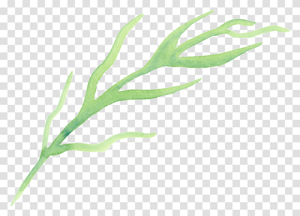 Drawn Seaweed Seaweed, Plant, Antler, Leaf, Produce Transparent Png