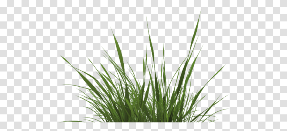 Drawn Texture Grass Grass Texture, Plant, Lawn, Agropyron, Vegetation Transparent Png