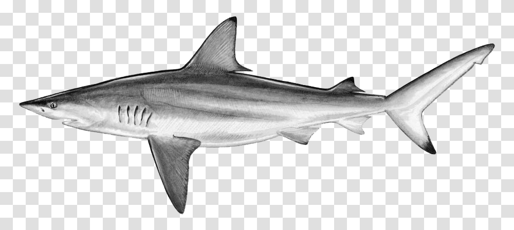 Drawn Tiger Shark Blank Background Blacktip Shark, Sea Life, Fish, Animal, Great White Shark Transparent Png