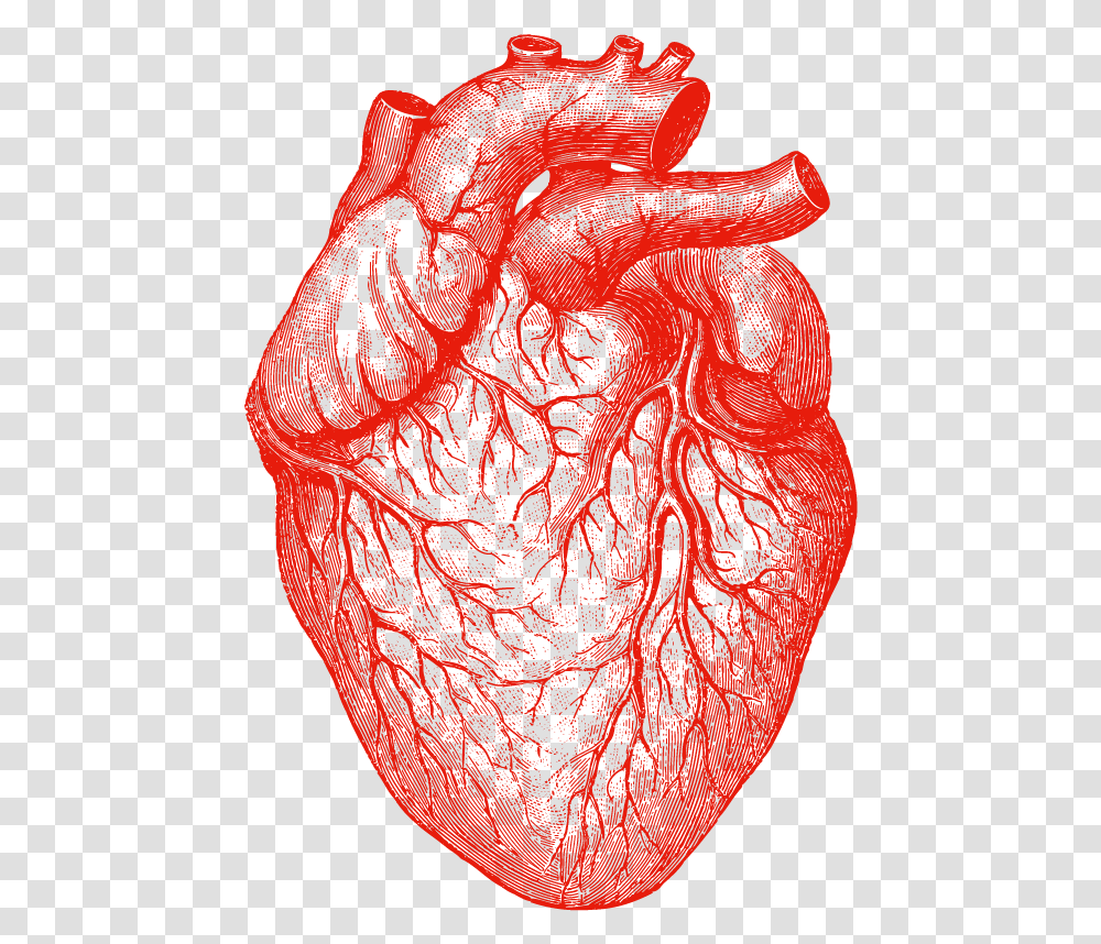 Drawn Tongue Anatomy Human Heart Anatomical Heart Drawing, Ornament, Pattern, Fractal, Skin Transparent Png