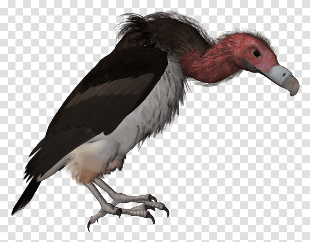 Drawn Turkey Vulture Catoon Vulture, Bird, Animal, Waterfowl, Beak Transparent Png