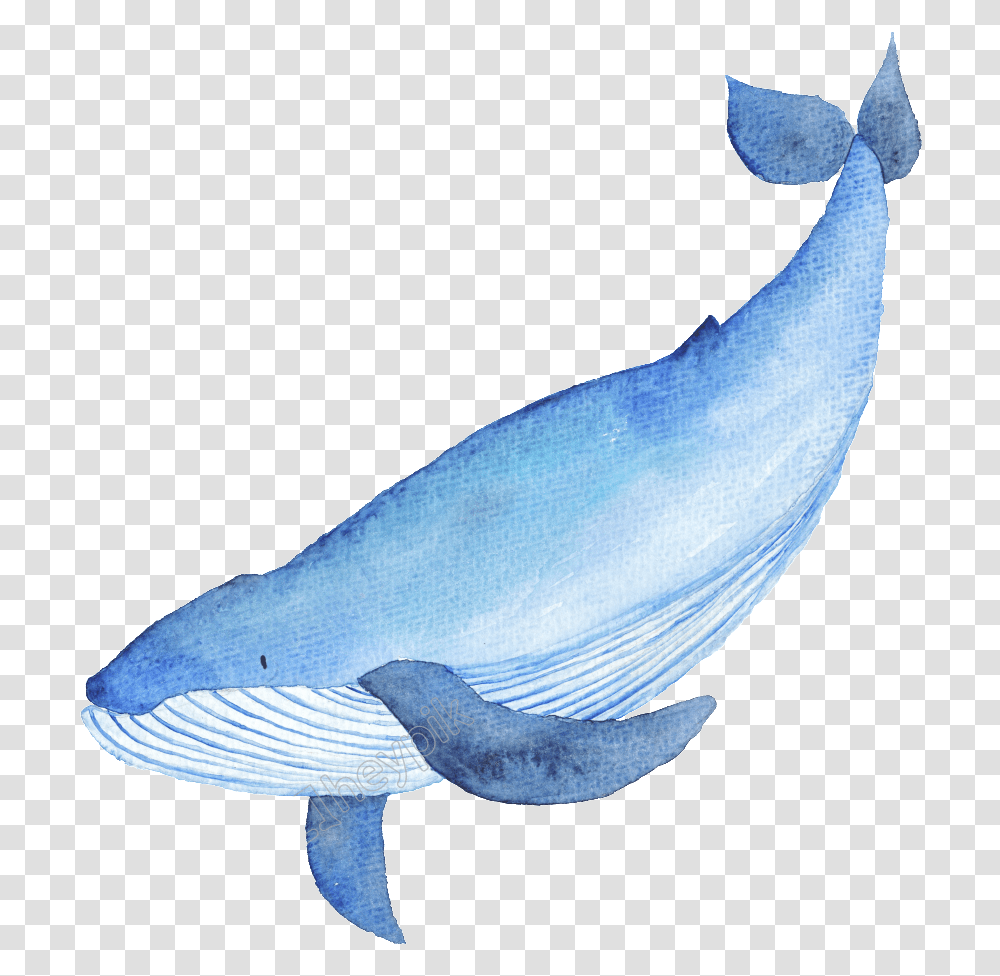 Drawn Whale Catoon Whales, Animal, Mammal, Person, Human Transparent Png