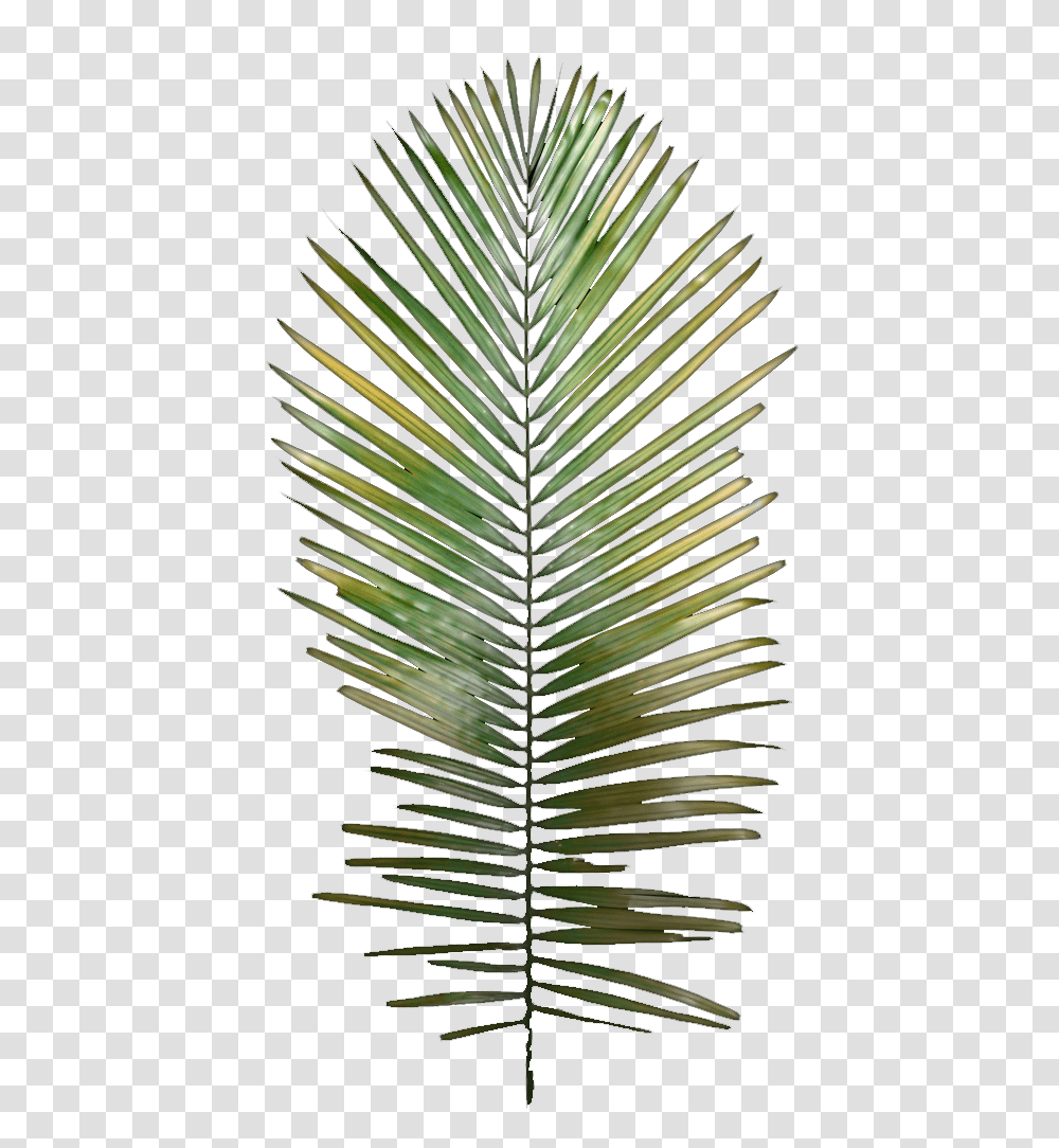Dream Team, Green, Plant, Pineapple, Food Transparent Png
