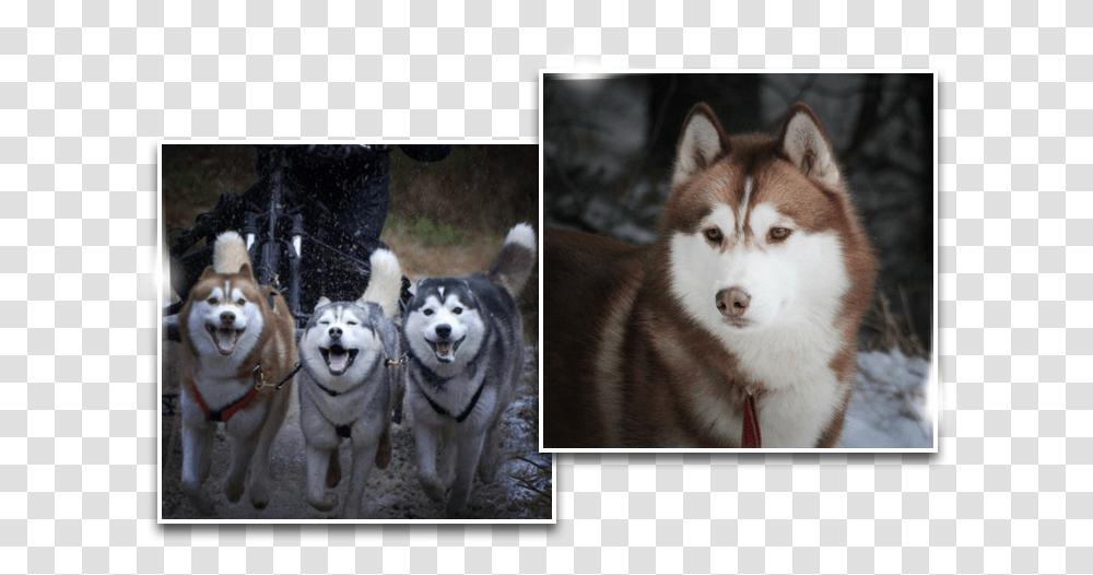 Dreamwolves, Husky, Dog, Pet, Canine Transparent Png