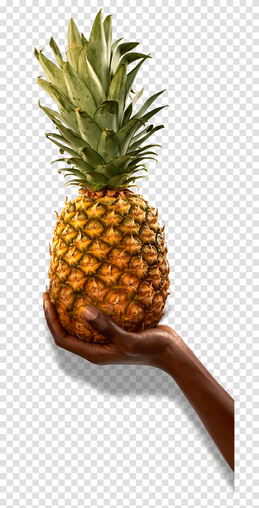 Dried Pineapple - Party Jali Fruit Co Superfood, Plant, Person, Human Transparent Png
