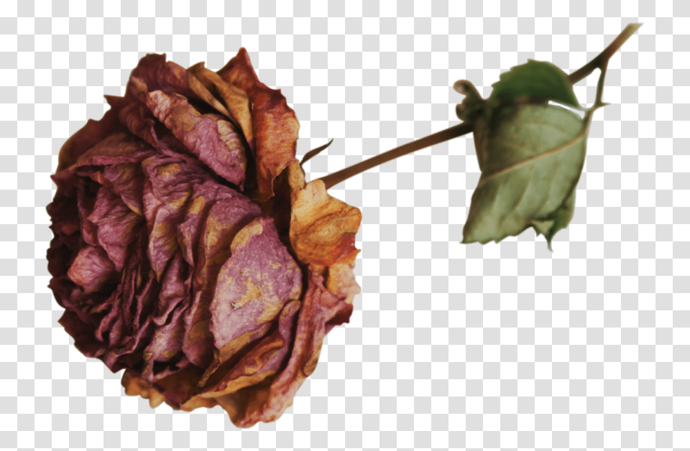 Dried Rose, Leaf, Plant, Veins, Bird Transparent Png