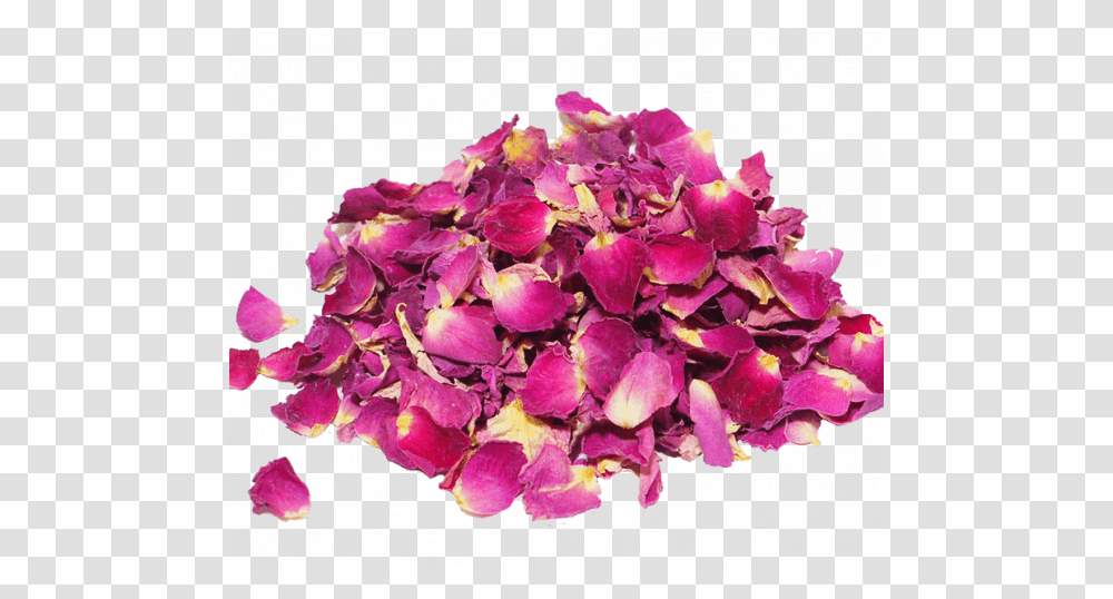 Dried Rose Petals Foodbiotic Rose Pink Dry, Flower, Plant, Blossom, Geranium Transparent Png